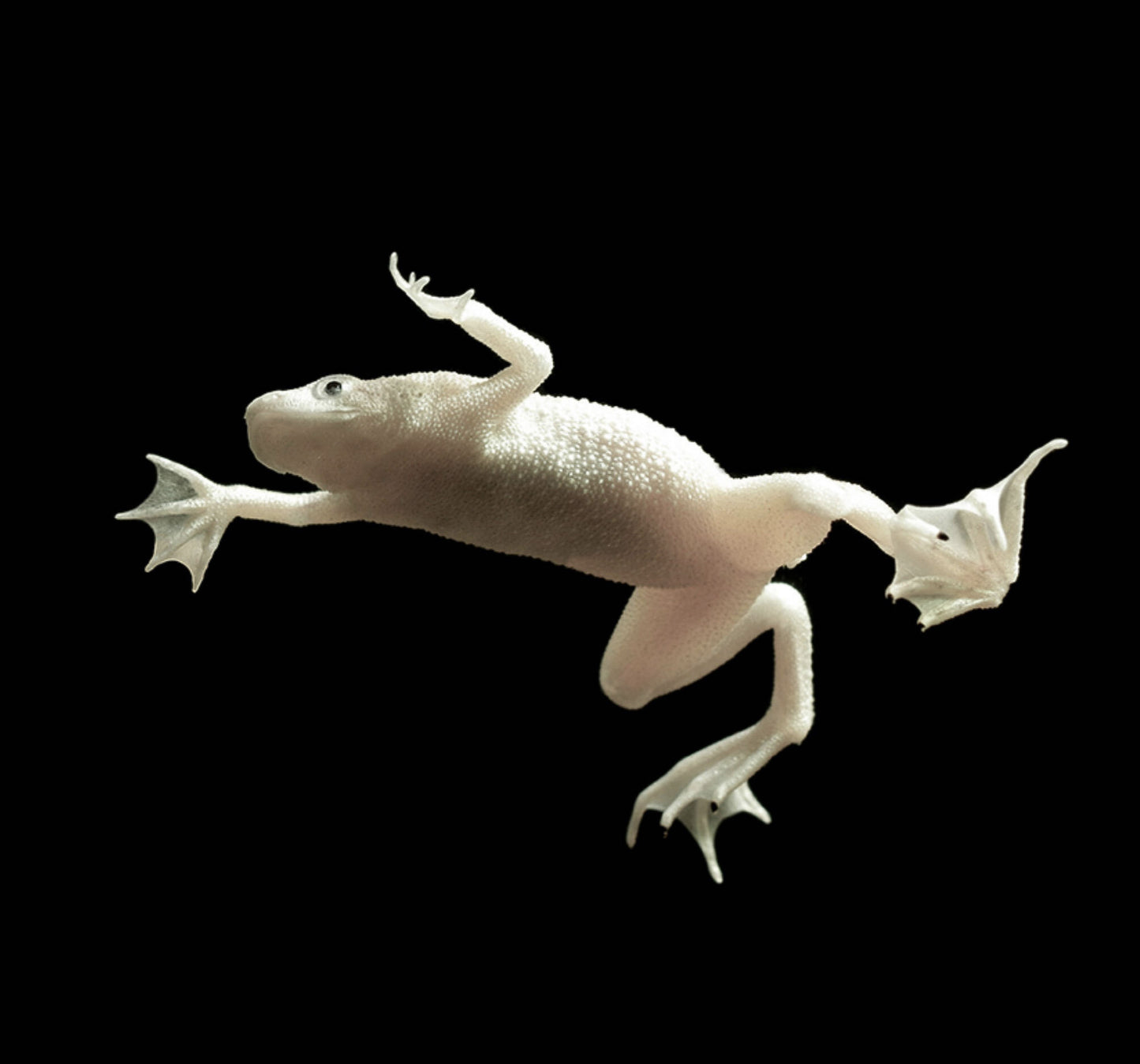 Blonde African Dwarf Frog – 1.25" | Live Freshwater Frog | Peaceful Aquarium Pet