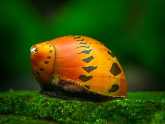 3 Red Racer Nerite Snails – Premium Algae Eaters | Live Freshwater Snails | Rare