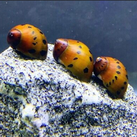 3 Red Racer Nerite Snails – Premium Algae Eaters | Live Freshwater Snails | Rare