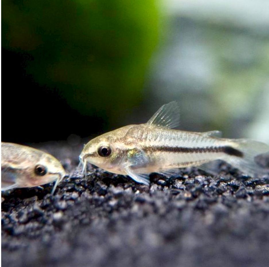 Pygmy Corydoras Live Freshwater Aquarium Fish