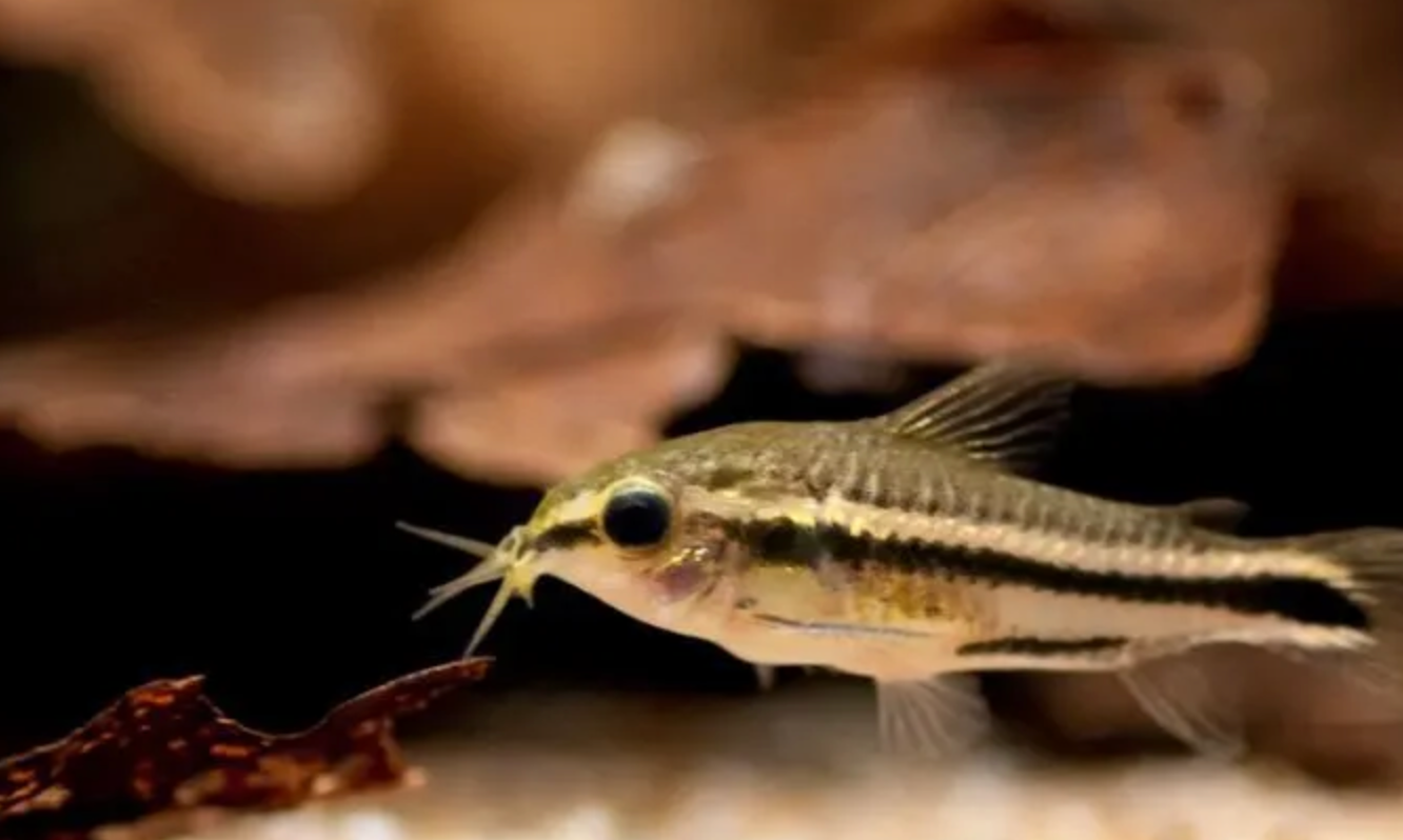 Pygmy Corydoras Live Freshwater Aquarium Fish