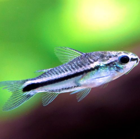 Pygmy Corydoras Live Freshwater Aquarium Fish