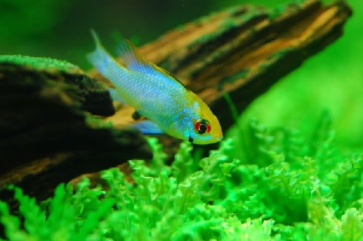 ELECTRIC BLUE RAM - 1–1.25" - Live Aquarium Fish