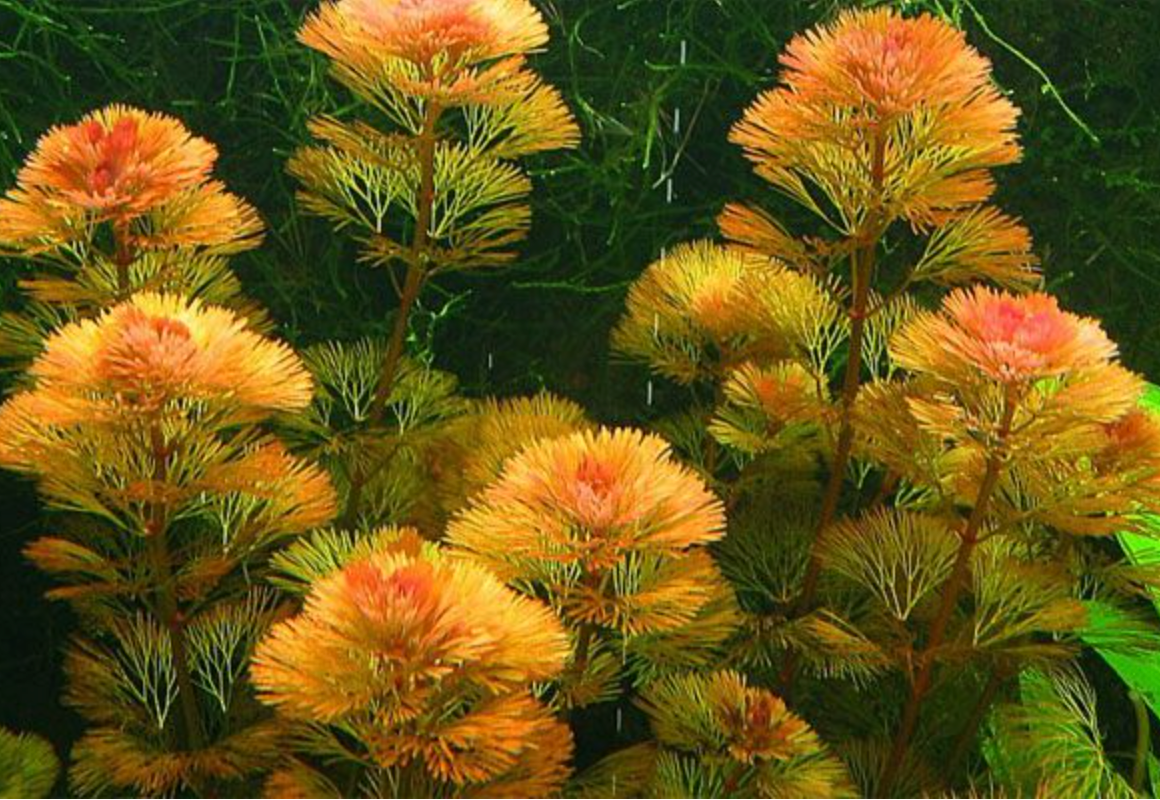 Purple Cabomba – Live Aquarium Plant (5 Stems) – Freshwater Stem Plant – Rare