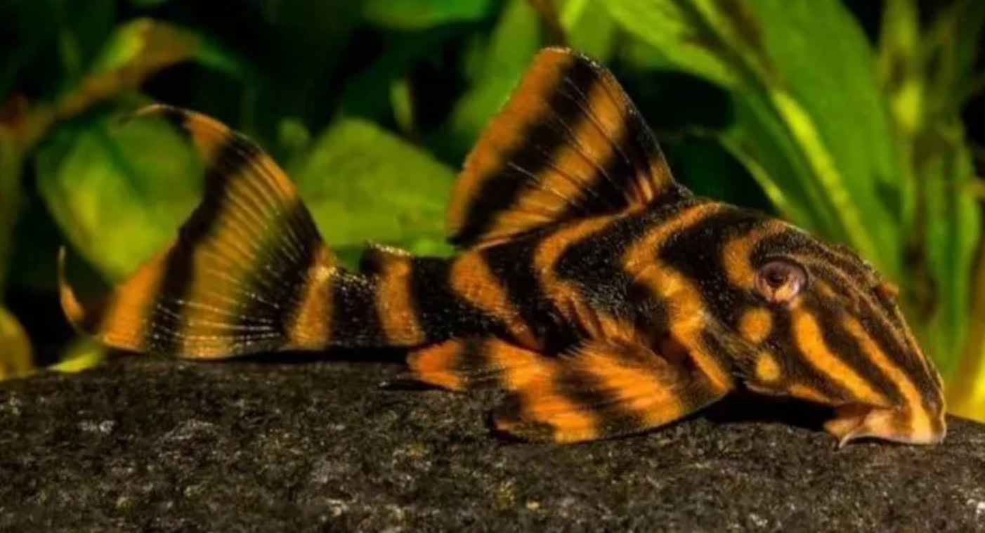 L397 Alenquer Tiger Pleco (Hypancistrus sp.) – Approx. 1.25" Live Aquarium Fish