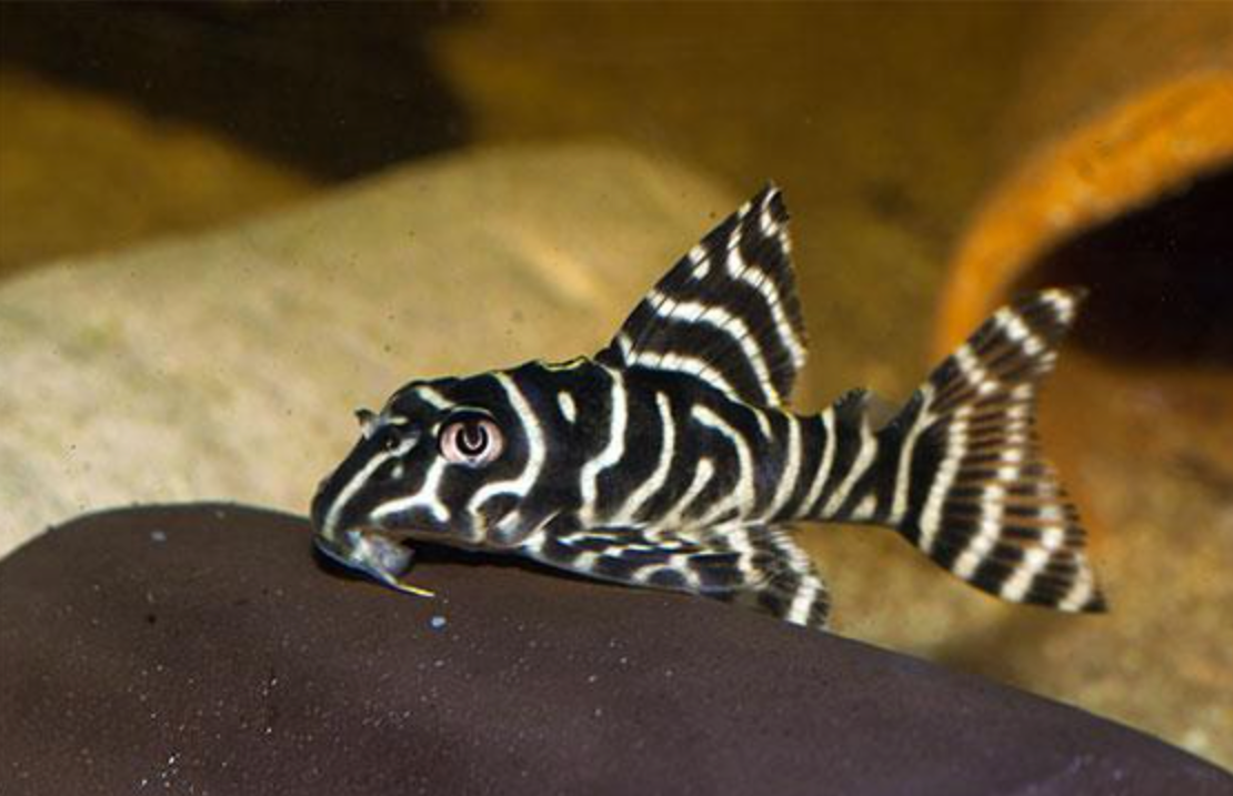 L333 Tiger King Pleco (Hypancistrus sp.) – Approx. 1.25" Live Aquarium Fish