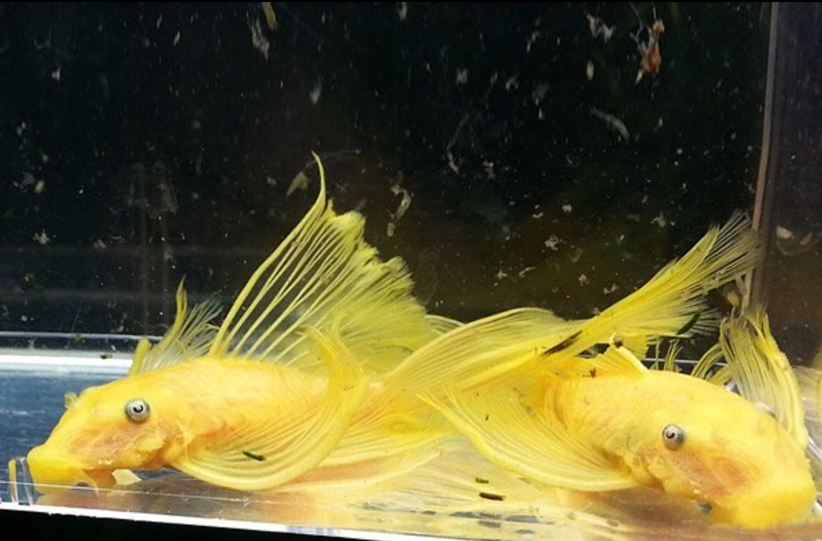 L144 Blue Eye Longfin Bristlenose Pleco Pair – Approx. 3" Live Aquarium Fish