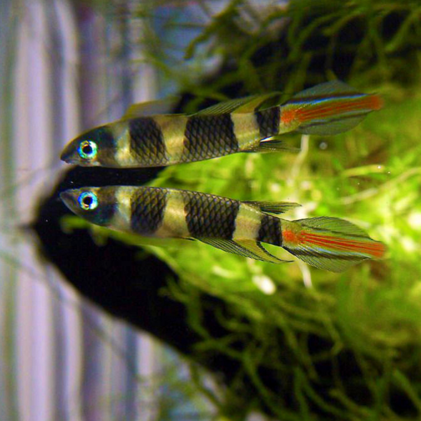 Clown Killifish (Epiplatys annulatus) Live aquarium fish