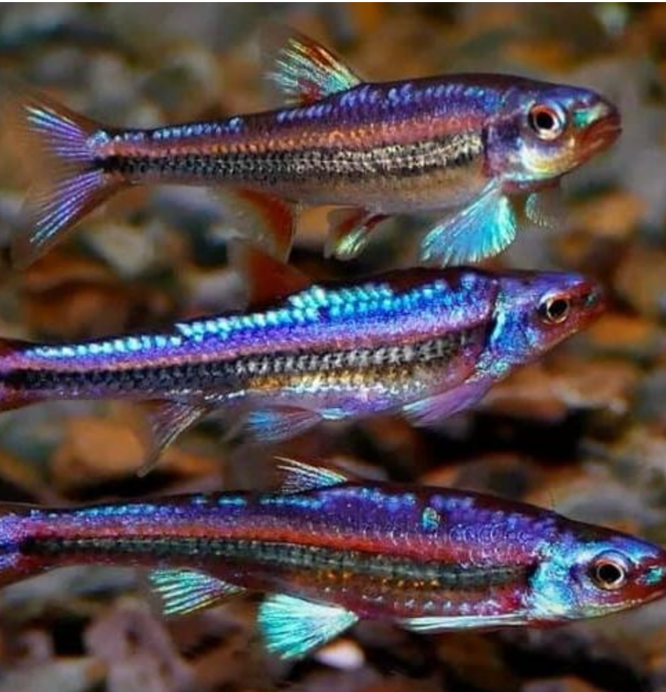 Rainbow Shiner (Notropis chrosomus)