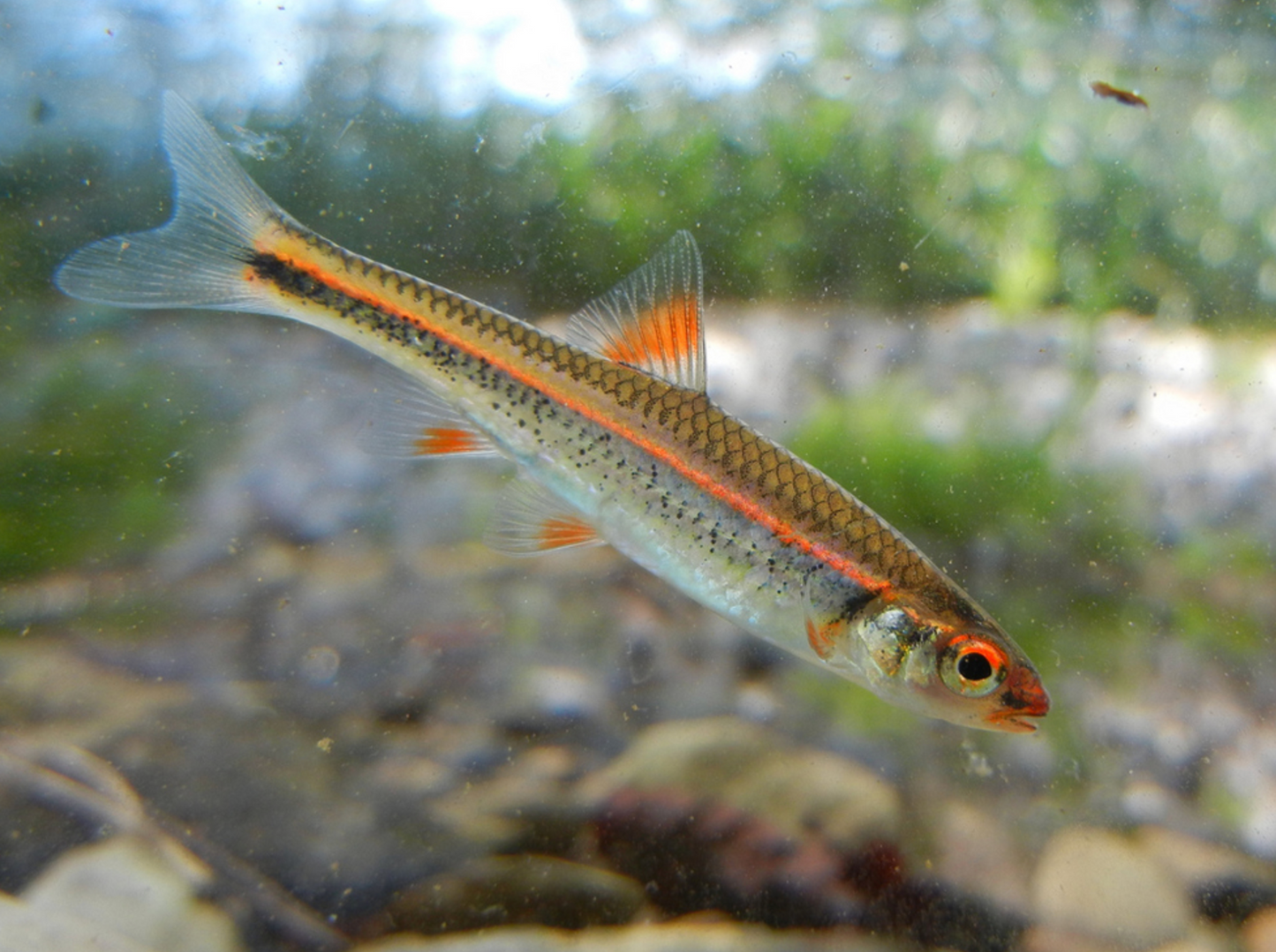 Rainbow Shiner (Notropis chrosomus)