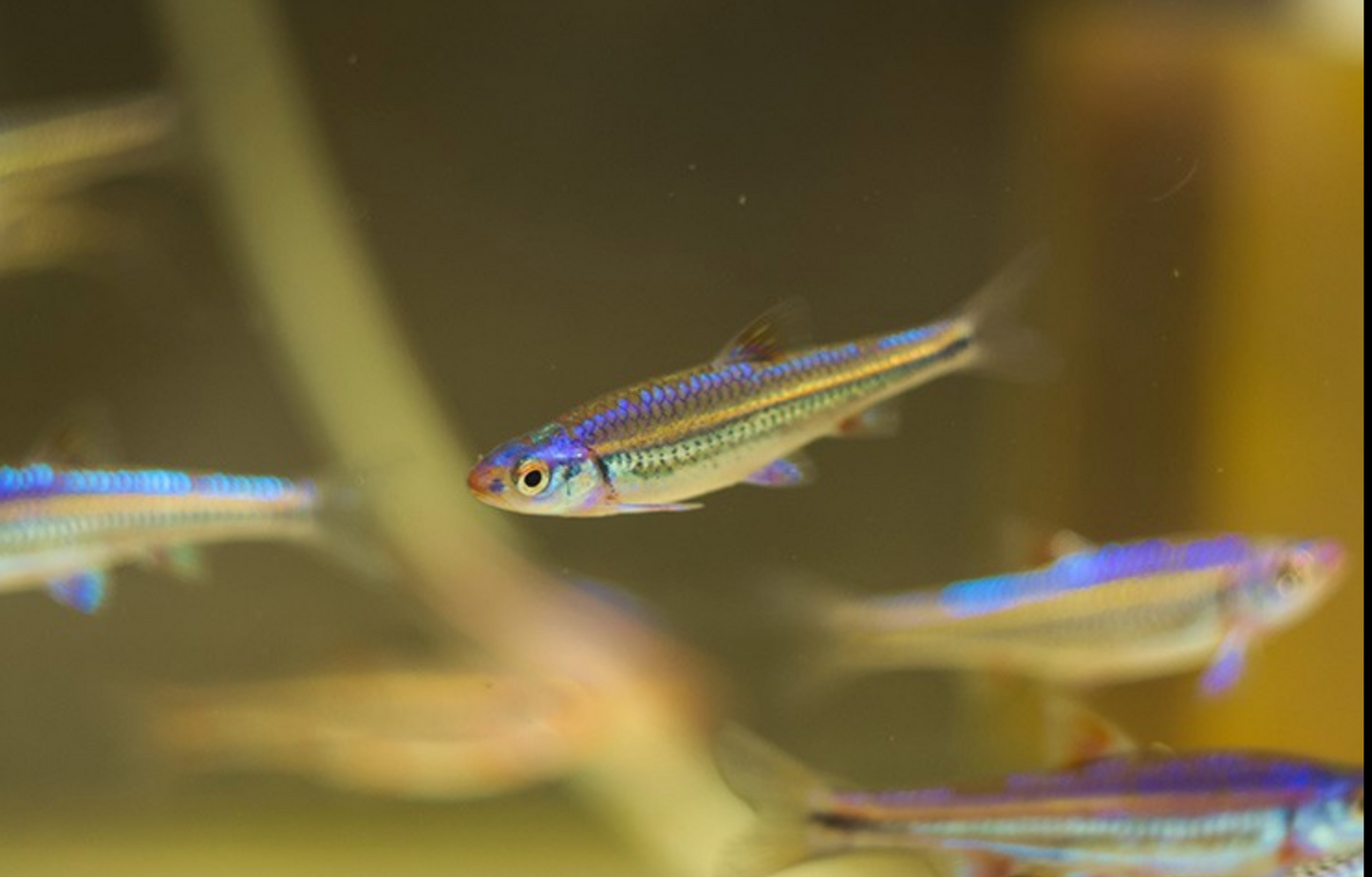 Rainbow Shiner (Notropis chrosomus)