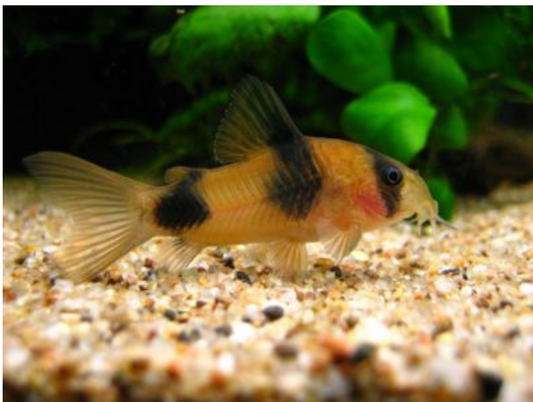 Two Saddle (Weitzmani) Corydoras "RARE"
