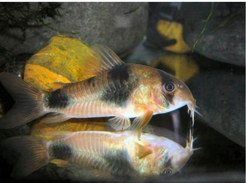 Two Saddle (Weitzmani) Corydoras "RARE"