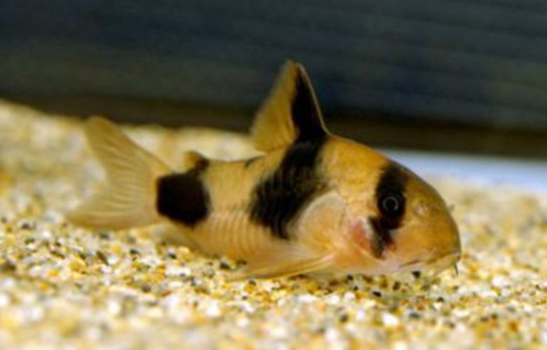 Two Saddle (Weitzmani) Corydoras "RARE"