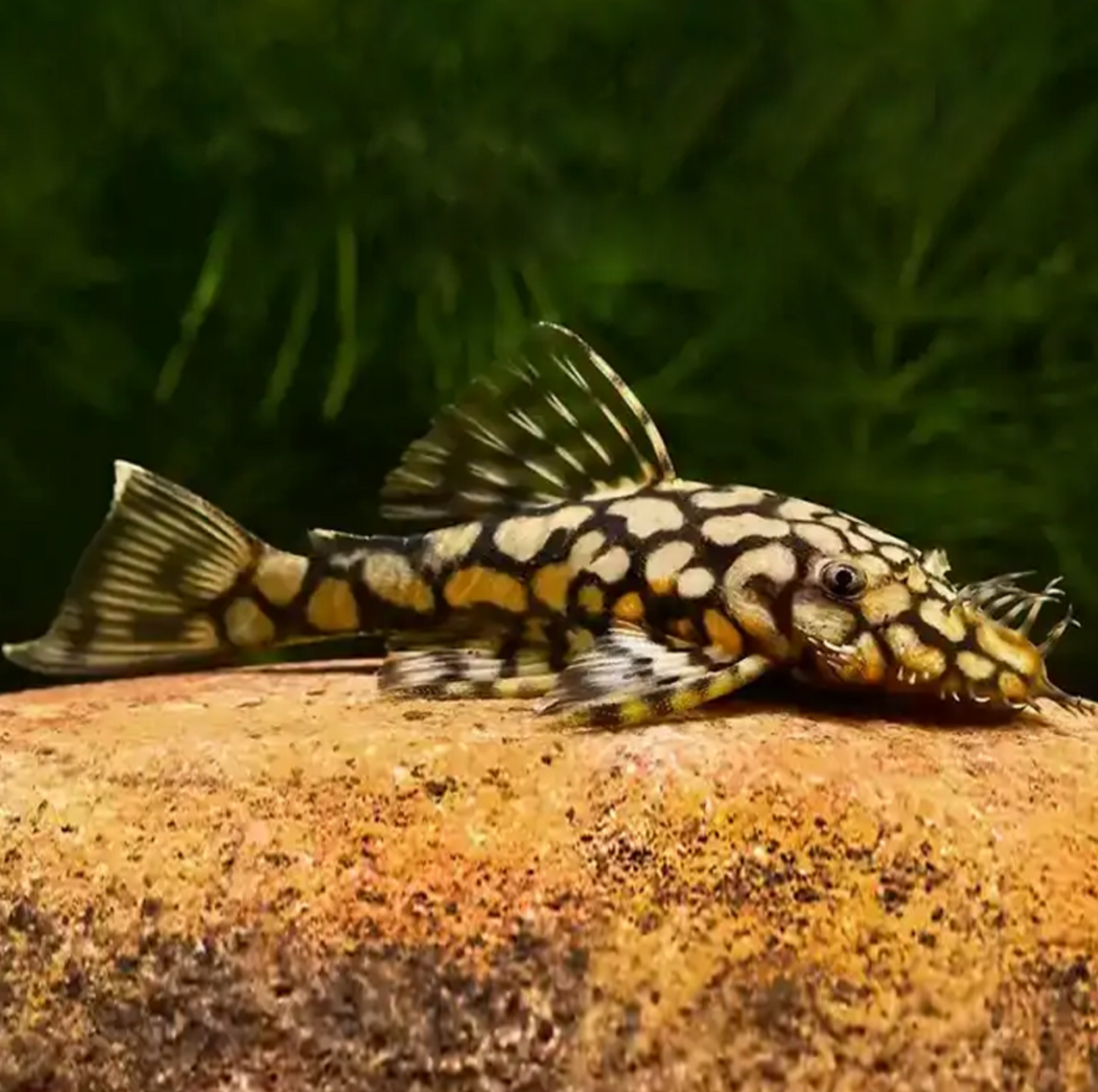 L519 “Rio Itenez” Bristlenose Pleco 1.75-2''