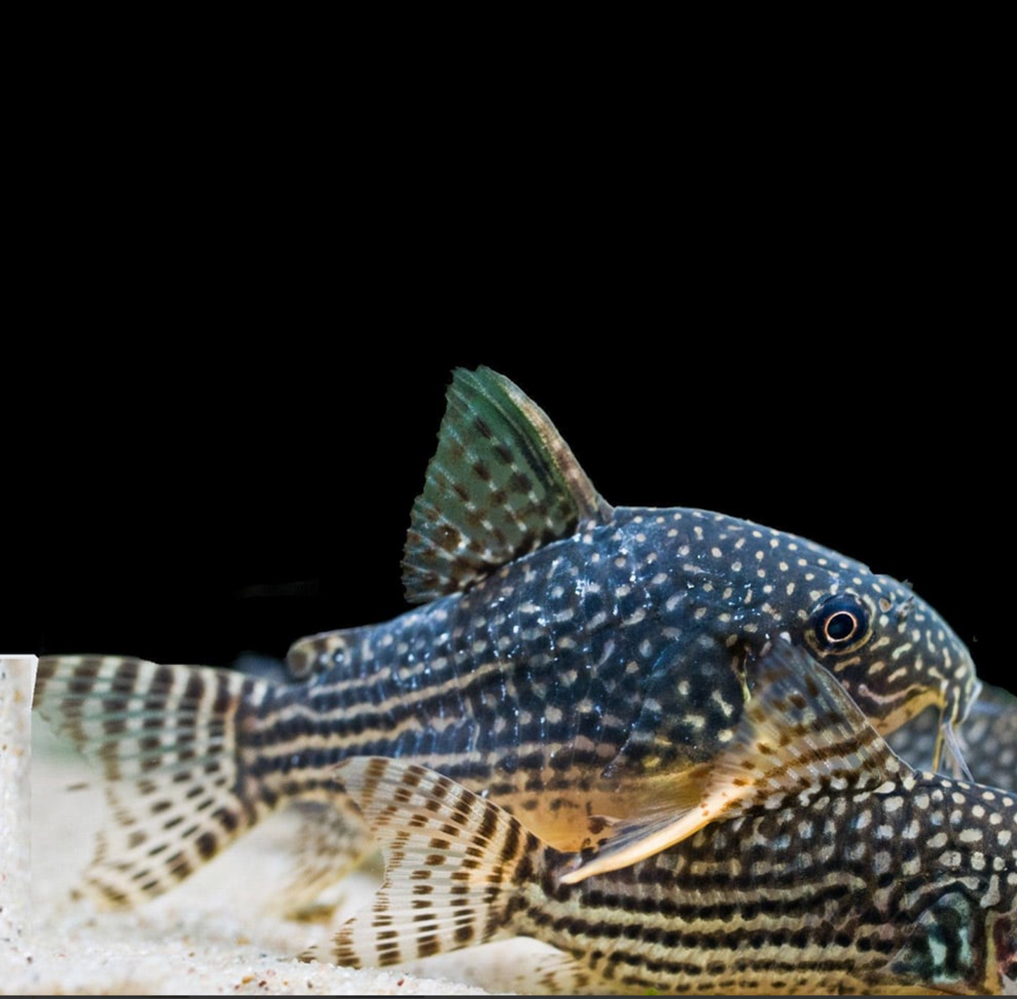 Sterbai Corydoras (Corydoras sterbai)