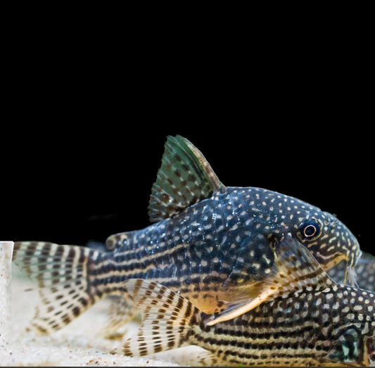 Sterbai Corydoras (Corydoras sterbai)