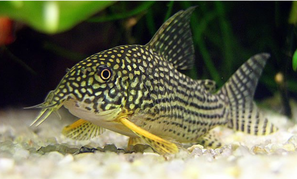 Sterbai Corydoras (Corydoras sterbai)