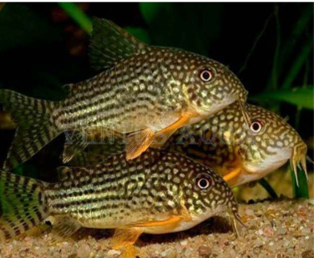 Sterbai Corydoras (Corydoras sterbai)