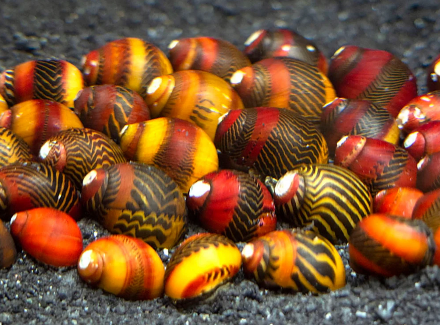 Red Racer Nerite Snails – Freshwater Aquarium Algae Eaters – Live Snails