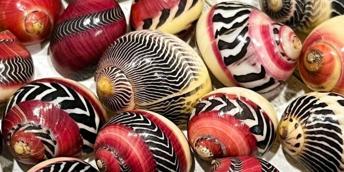 Red Racer Nerite Snails – Freshwater Aquarium Algae Eaters – Live Snails