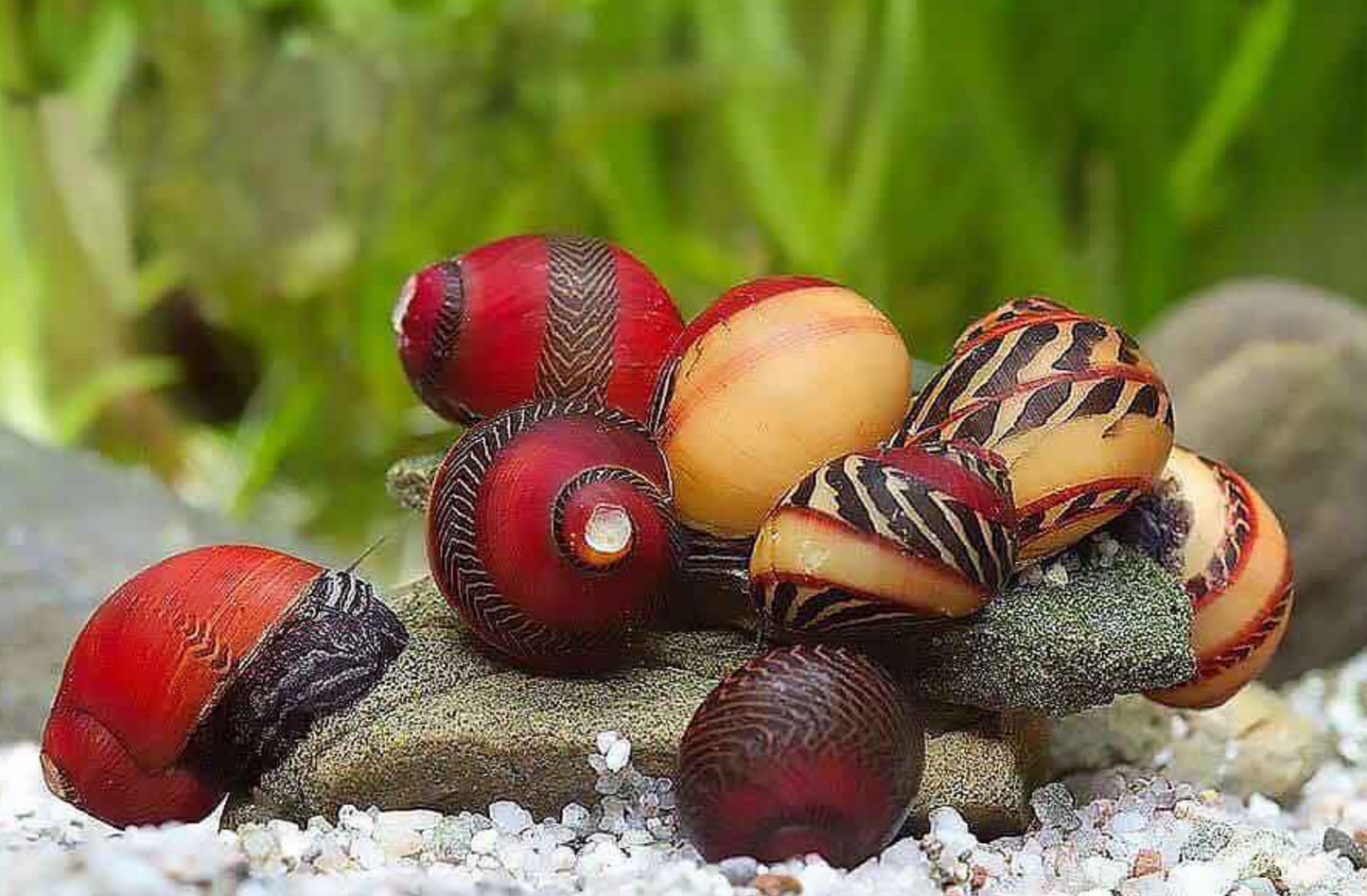 Red Racer Nerite Snails – Freshwater Aquarium Algae Eaters – Live Snails
