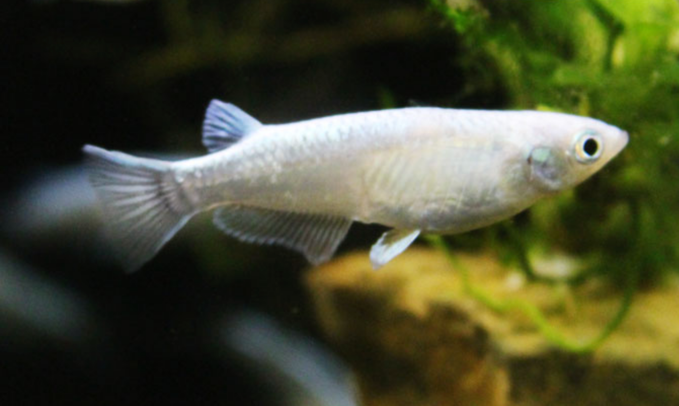 Platinum Medaka (Japanese Ricefish)