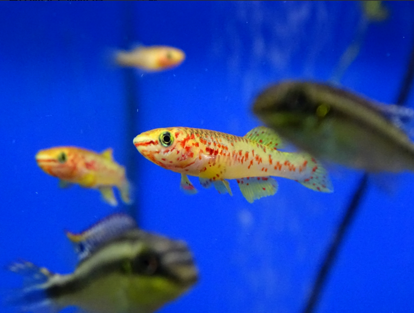 Killifish Gardneri (Aphyosemion gardneri) – Young Pair (1 Male + 1 Female)