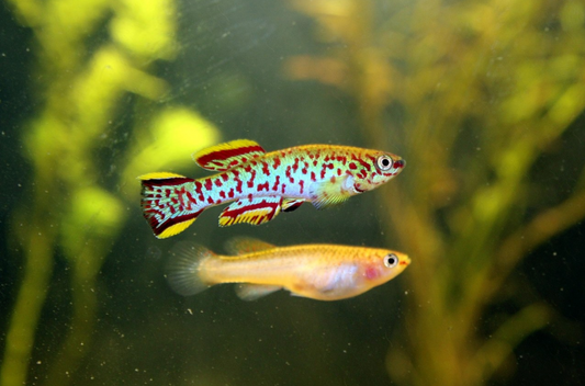 Killifish Gardneri (Aphyosemion gardneri) – Young Pair (1 Male + 1 Female)