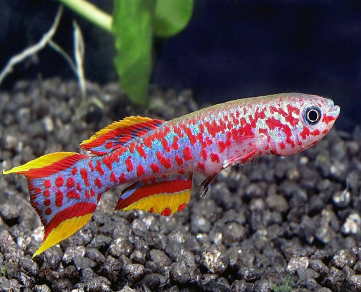 Killifish Gardneri (Aphyosemion gardneri) – Young Pair (1 Male + 1 Female)