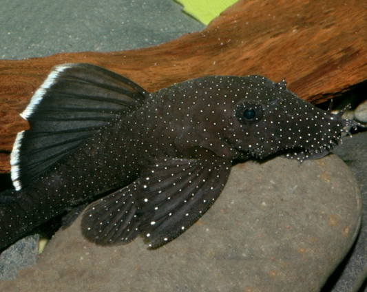 L183 Starlight Pleco (Ancistrus sp.) X-Large 5” Male / White Seam Bristlenose
