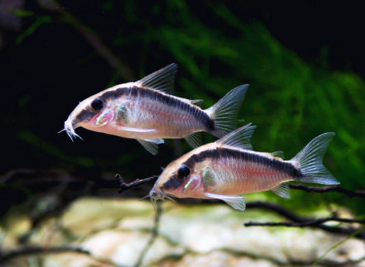 Large Skunk Corydoras (Corydoras arcuatus) /Adult Size/ Live Fish