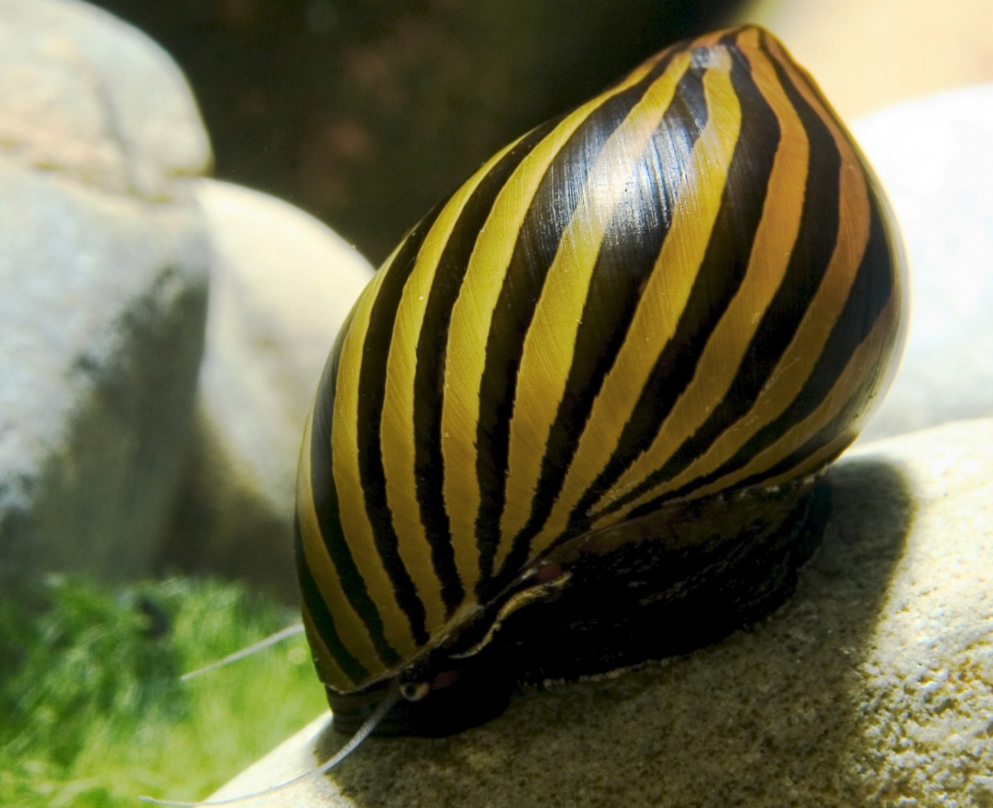 Zebra Nerite Snails (Neritina natalensis) – Live Algae Eating Snails