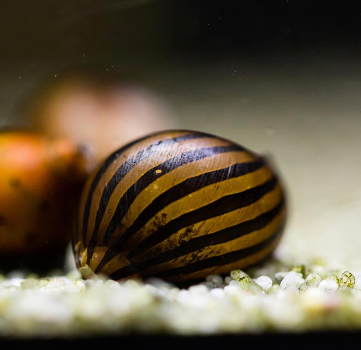 Zebra Nerite Snails (Neritina natalensis) – Live Algae Eating Snails