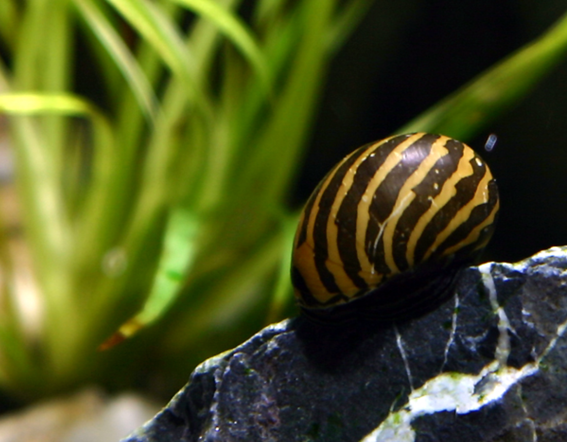 Zebra Nerite Snails (Neritina natalensis) – Live Algae Eating Snails