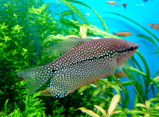 Pearl Gourami (Trichopodus leerii) Peaceful Community Fish