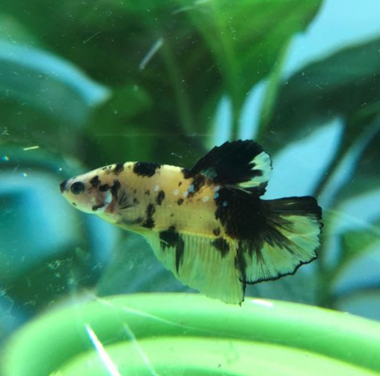 Live Female Koi Betta Fish – Sorority Compatible – Healthy & Colorful