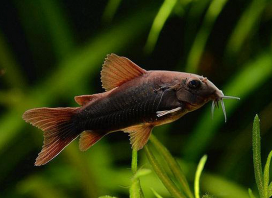 Black Venezuelan Corydora (Corydoras schultzei) Live fish