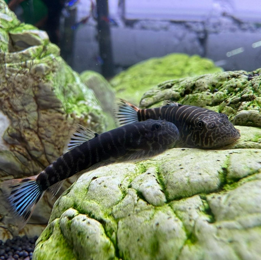 Blue Tail Hillstream Loach