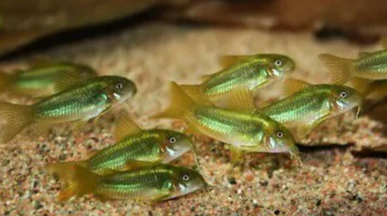 Green Laser Cory (CW009) 1.25in