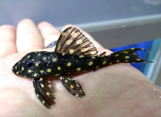 L201 Snowball Pleco / Hypancistrus sp. / 2-2.5"