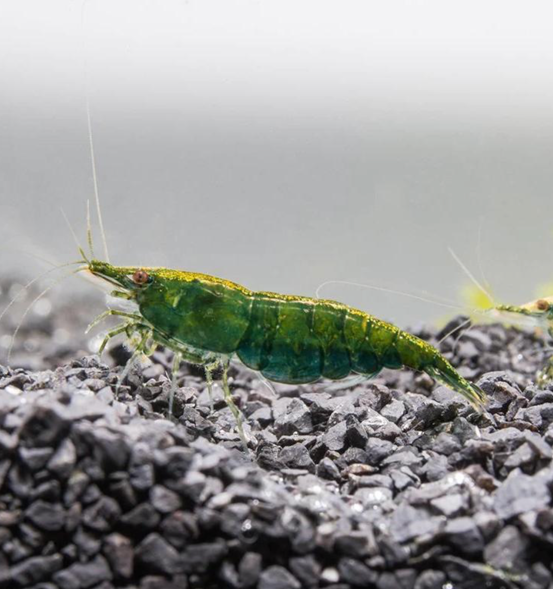 10 Green Jade Neocaridina shrimps