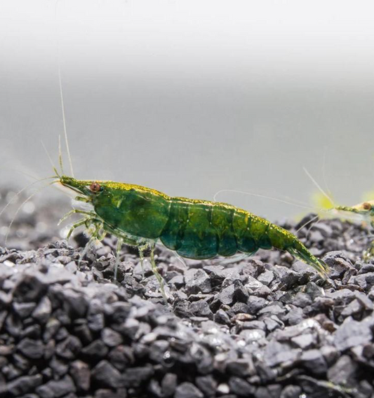 10 Green Jade Neocaridina shrimps