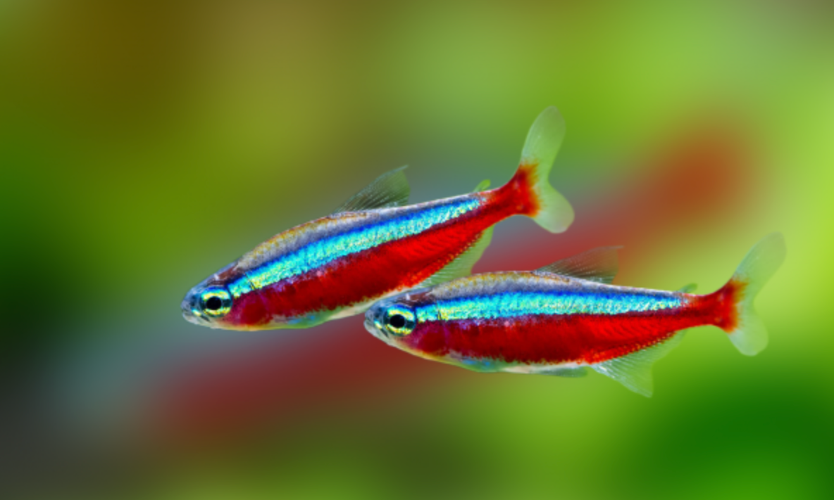 CARDINAL TETRAS