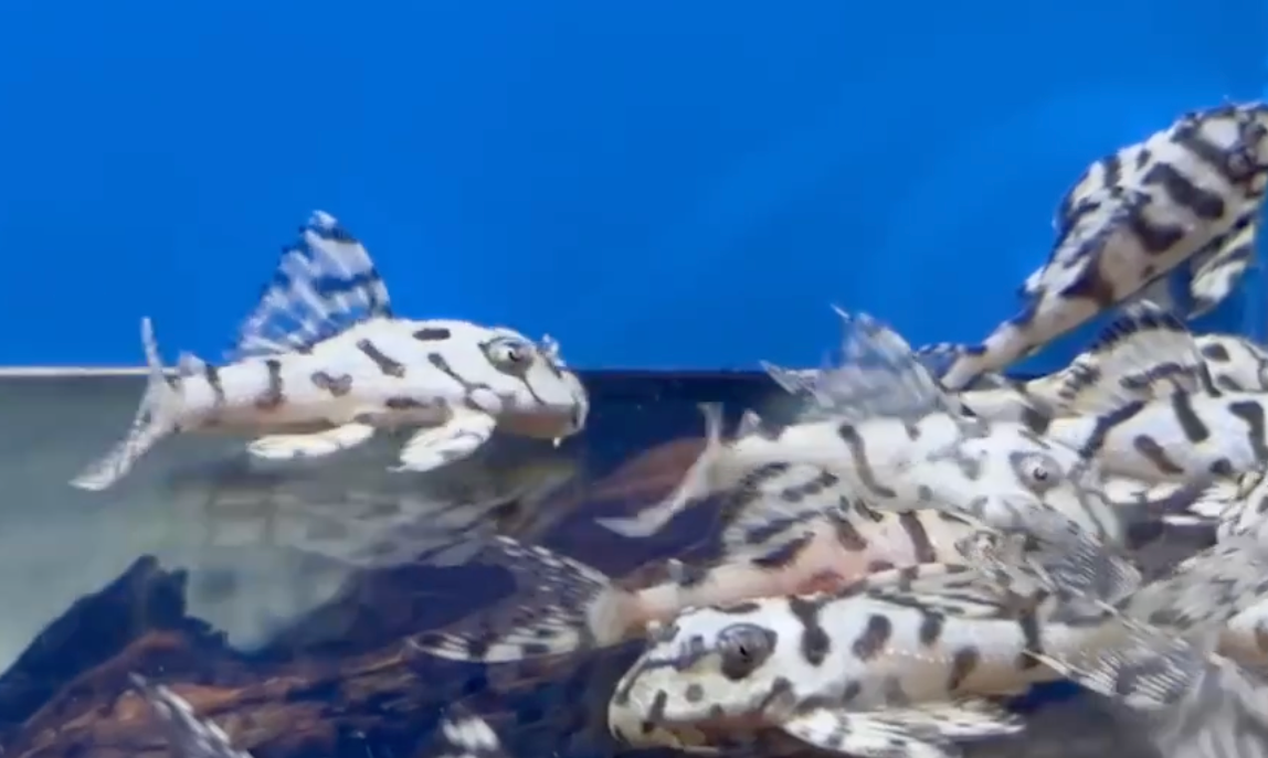 L236 RB Super White Pleco – Robert Budrovcan Line