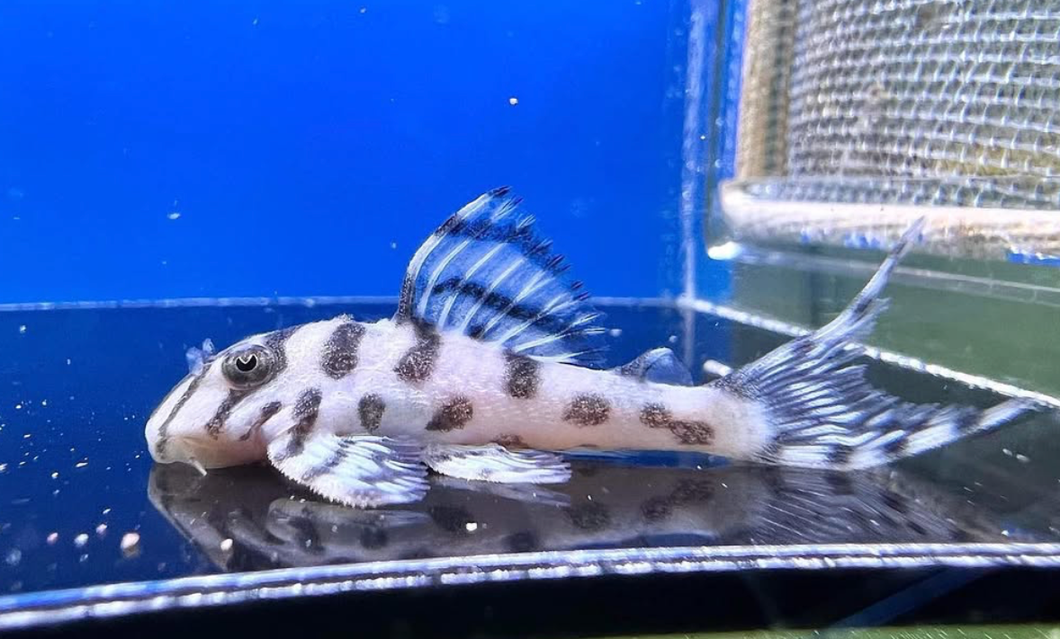 L236 RB Super White Pleco – Robert Budrovcan Line