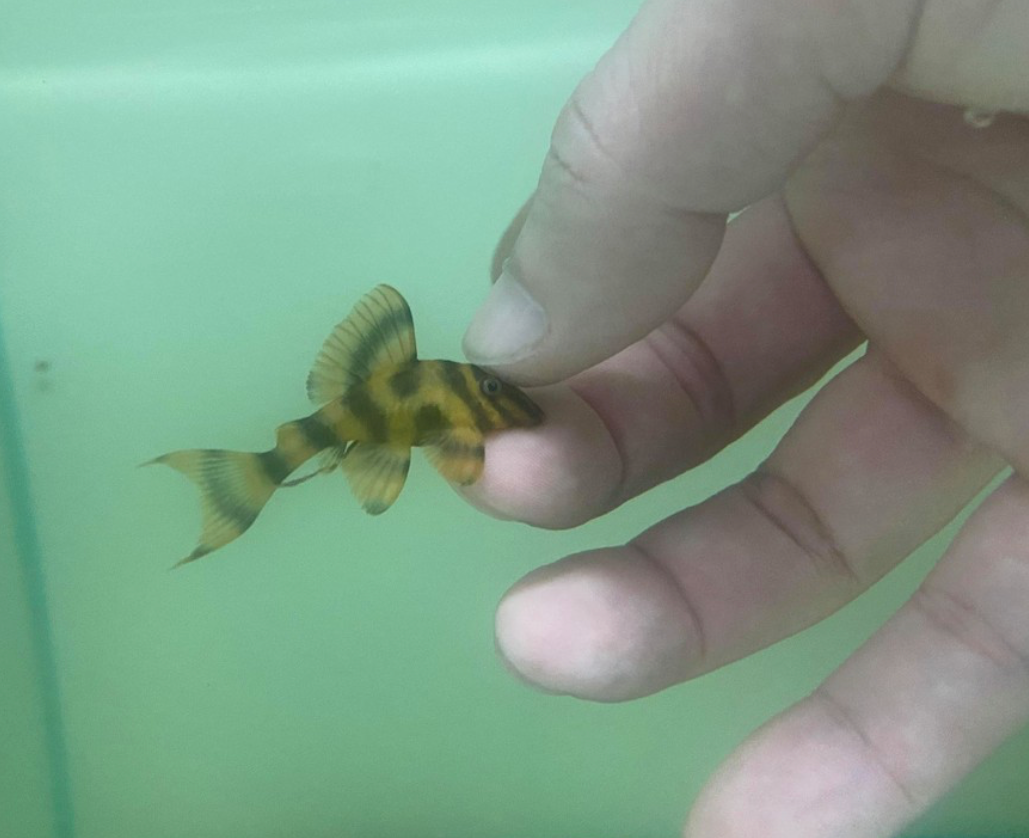 L306 "Blood Red Tiger Pleco"