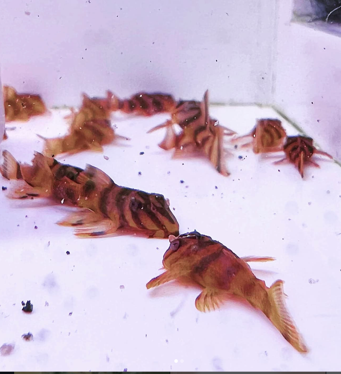 L306 "Blood Red Tiger Pleco"