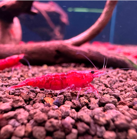 10+1 Fire Red Shrimp (Neocaridina) – Freshwater Aquarium Shrimp