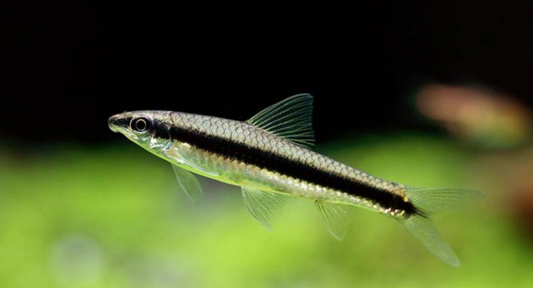 Siamese Algae Eater (Crossocheilus siamensis) Live Freshwater Algae Eater
